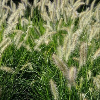 Pennisetum 'Hameln' - Photo by David J. Stang (CC BY-SA 4.0)