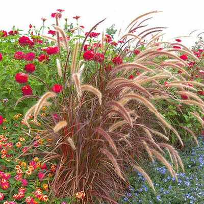 Pennisetum 'Fireworks' ® (2L pot)