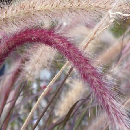 Pennisetum 'Rubrum' - Image by Monika from Pixabay 