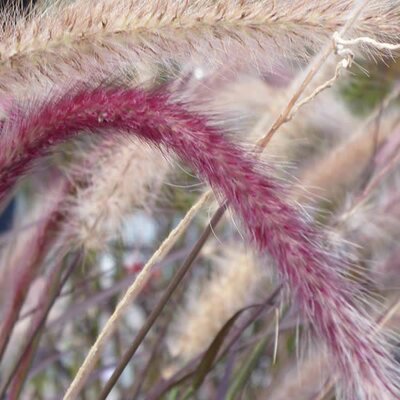 Pennisetum 'Rubrum' - Image by Monika from Pixabay 