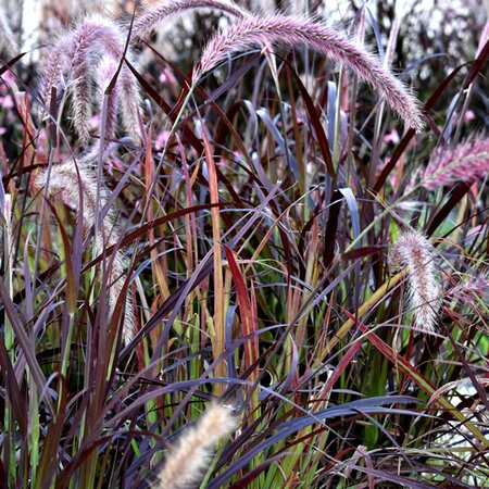 Pennisetum 'Tiny Tails' - Image by Marijana from Pixabay 