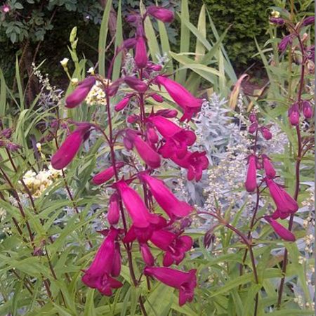 Penstemon 'Garnet' - Photo by Emőke Dénes (CC BY-SA 4.0)