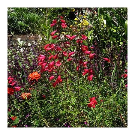 'Penstemon Garnet' - photo by peganum (CC BY-SA 3.0)