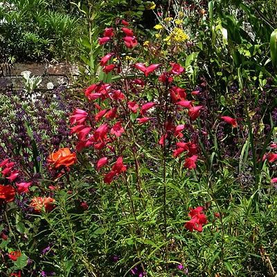Penstemon 'Garnet' (3L pot)