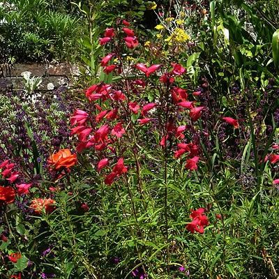 'Penstemon Garnet' - photo by peganum (CC BY-SA 3.0)