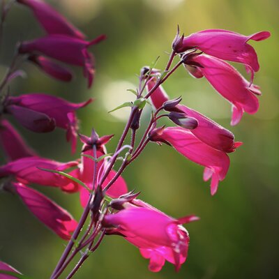Penstemon 'Andenken an F.Hahn' - Image by Annette Meyer from Pixabay 