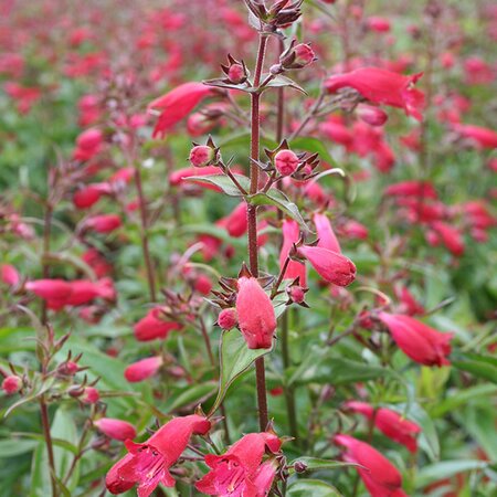 Penstemon 'Lilliput' - Image courtesy of Schram 