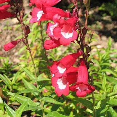 Penstemon "Rubicundus" - Photo by 阿橋 HQ (CC BY-SA 2.0)
