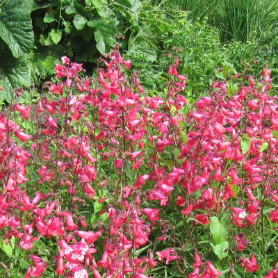 Penstemon "Schoenholzeri" - Photo by Leonora (Ellie) Enking (CC BY-SA 2.0)
