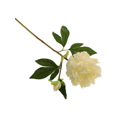 Peony