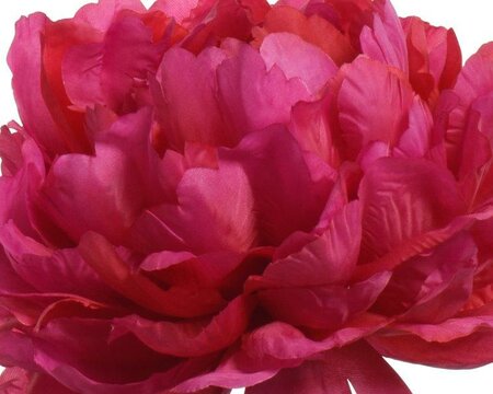 Peony on stem - image 2
