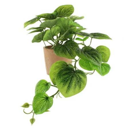 Peperomia Plant -Image courtesy of Sage Décor