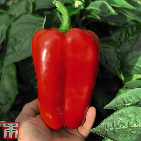 Pepper “Red King” F1