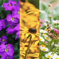 Perennials 3 for €18