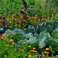 Permaculture Garden Collection