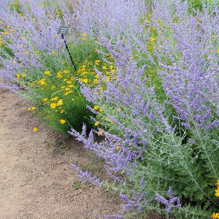 Perovskia Little Spire - Photo by cultivar413 (CC BY-SA 2.0)