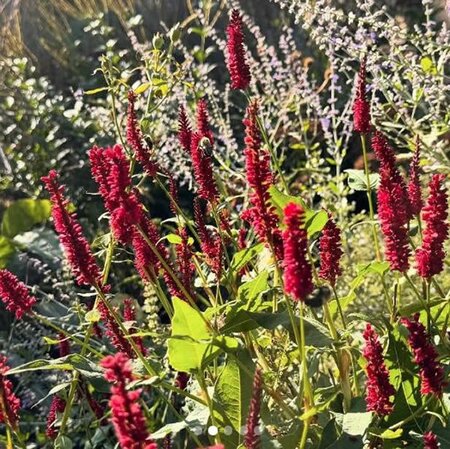 Persicaria 'Blackfield' - Public Image here under fair use