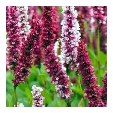 Persicaria "Darjeeling Red" - Image by analogicus from Pixabay 