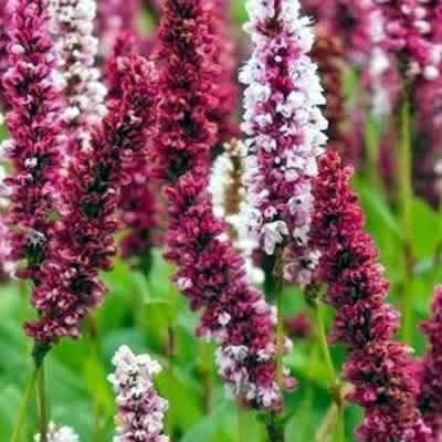 Persicaria "Darjeeling Red" - Image by analogicus from Pixabay 