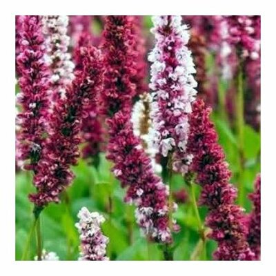 Persicaria 'Darjeeling Red' - Image by analogicus from Pixabay 