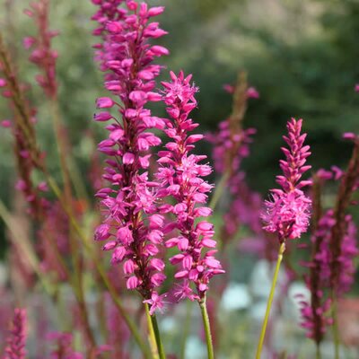 Persicaria 'Flamingo Feathers' - Image by Gabriela Fink from Pixabay 