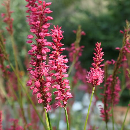 Persicaria 'JS Caliente' - Image by Gabriela Fink from Pixabay 