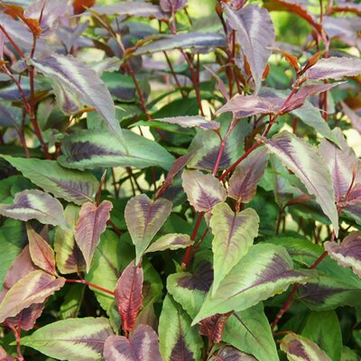 Persicaria 'Red Dragon' - Image courtesy of Schram Plants