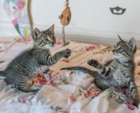 Pet Care & Accessories