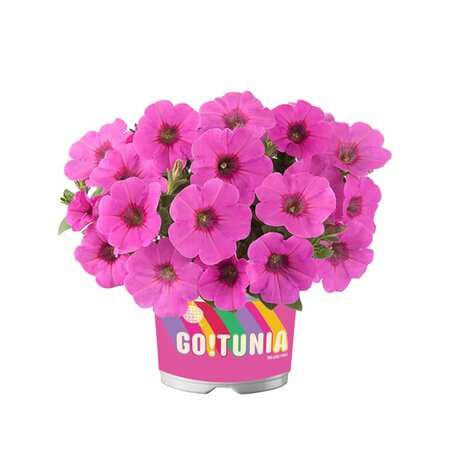 Petunia GO!Tunia 'Cosmic Pink' - Image courtesy of florensis