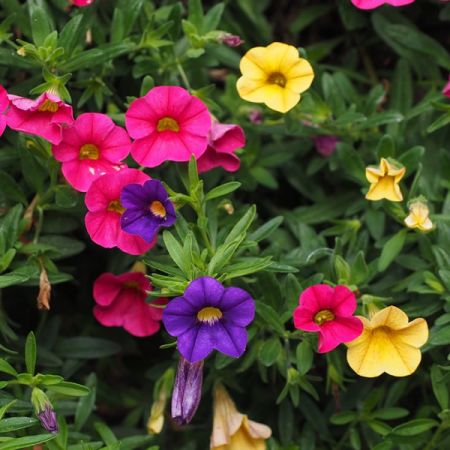 Petunia In Varieties - Image by Hans Braxmeier from Pixabay  