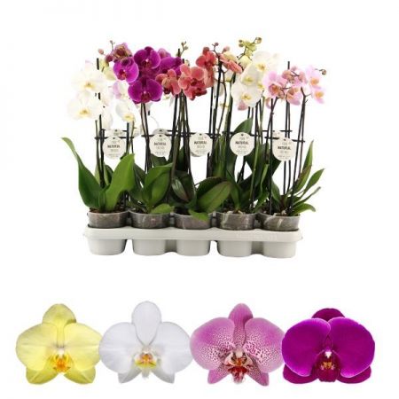 Phalaenopsis mix  - Image courtesy of Pannebakker