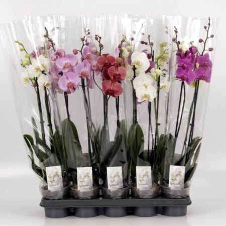Phalaenopsis mix  - Image courtesy of Pannebakker