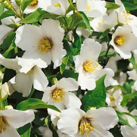 Philadelphus "Belle Etoile" - Photo by Epibase (GFDL)