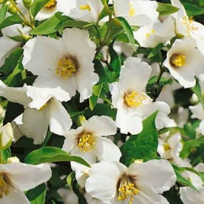 Philadelphus "Belle Etoile" - Photo by Epibase (GFDL)