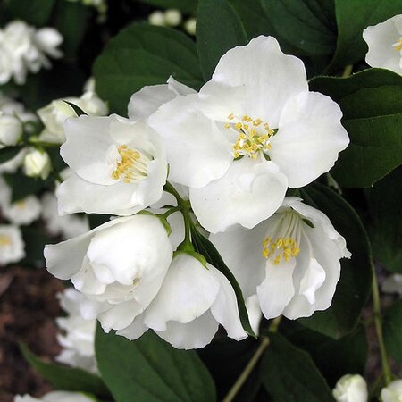 Philadelphus “Bouquet Blanc” - Photo by 阿橋 HQ (CC BY-SA 2.0)