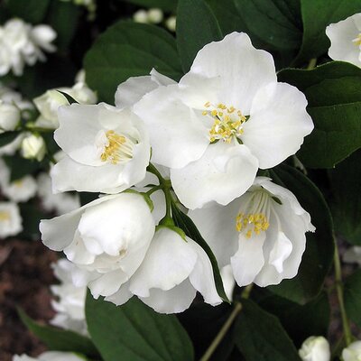 Philadelphus “Bouquet Blanc” - Photo by 阿橋 HQ (CC BY-SA 2.0)