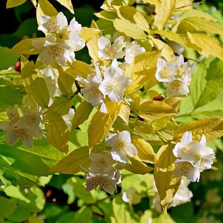 Philadelphus 'Aureus' - Photo by Krzysztof Golik (CC BY-SA 4.0)