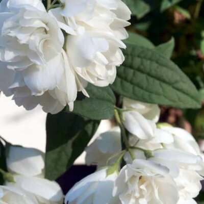 Philadelphus 'Little White Love'® - Public image here under fair use