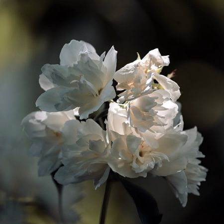 Philadelphus Manteau de Hermine - Image by Manfred Richter from Pixabay 