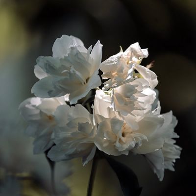 Philadelphus Manteau de Hermine - Image by Manfred Richter from Pixabay 