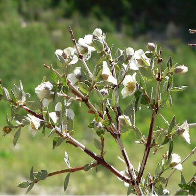 Philadelphus microphyllus (3L pot)