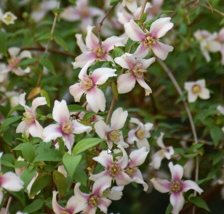 Philadelphus 'Petite Perfume Pink' - Extract of public image here under fair use.