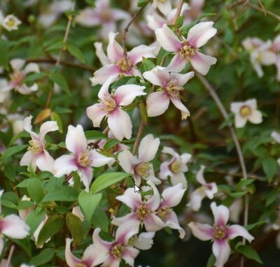 Philadelphus 'Petite Perfume Pink' - Extract of public image here under fair use.