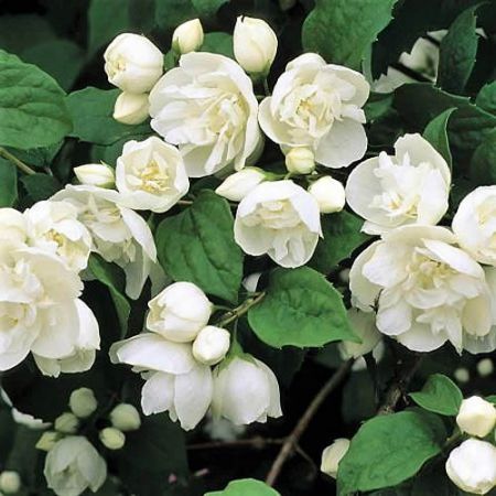 Philadelphus “Virginal” (3L pot) - Photo by 阿橋 HQ (CC BY-SA 2.0)