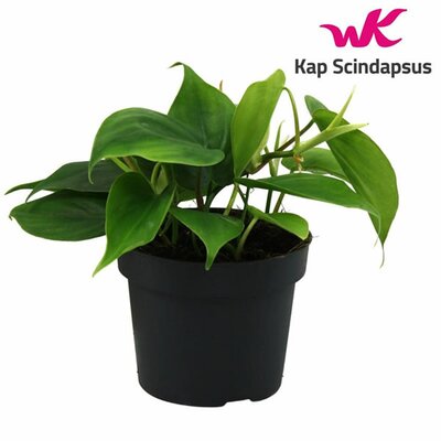 Philodendron scandens - Image courtesy of Pannebakker