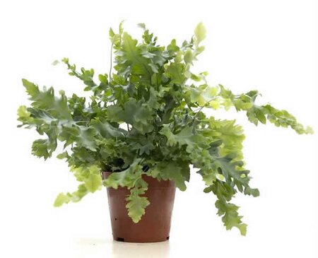 Phlebodium 'Davana' - Image courtesy of Pannebakker