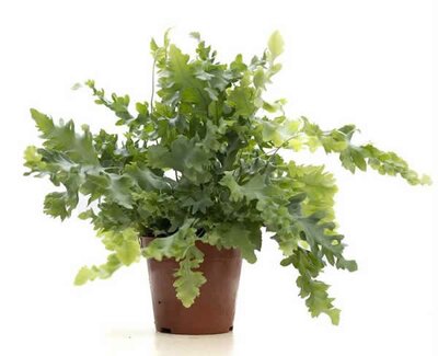 Phlebodium 'Davana' - Image courtesy of Pannebakker