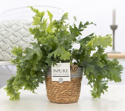 Phlebodium aureum Davana  - Image courtesy of Pannebakker