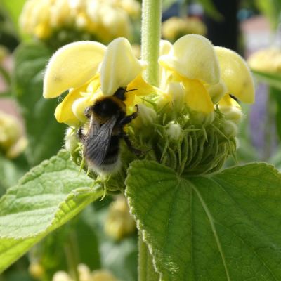 Phlomis fruiticosa - Image by Elsemargriet from Pixabay  