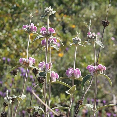 Phlomis purpurea - Photo by Luis Nunes Alberto (CC BY-SA 3.0)